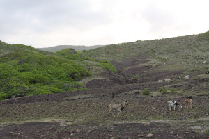 Goats grazing on La Désirade. Photo by ONCFS.