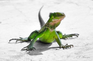Juvenile Iguana delicatissima. Photo by Gregory Moulard.