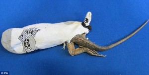 Cruel: Smuggles have been caught trying to take 13 rare iguanas through Heathrow in socks. Sadly one died on the journey