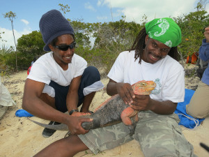 Bahamas National Trust staff, David Clare and Scott Johnson working with an Andros Iguana on Shedd’s citizen science research expedition. Photos above and below by Chuck Knapp.